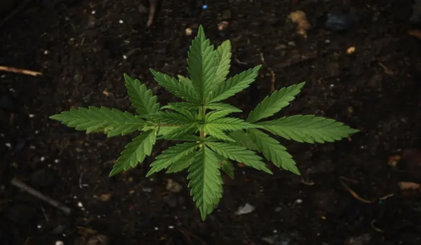 Natural Hemp Life